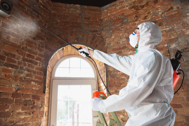 Mold Removal & Remediation